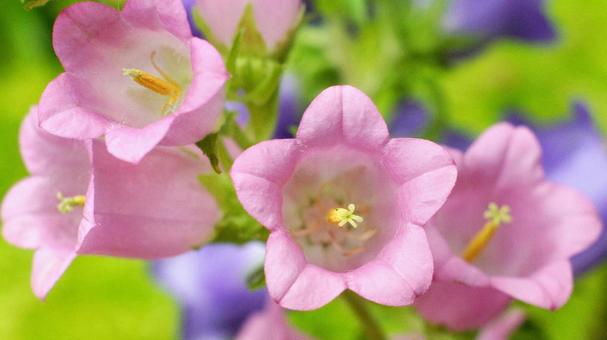 スプリングガーデン-1846の写真