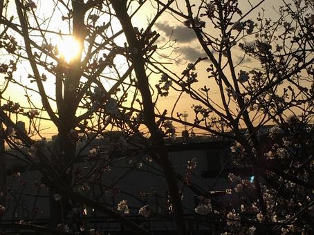 桜と夕日の木漏れ日 桜と夕日の木漏れ日の写真
