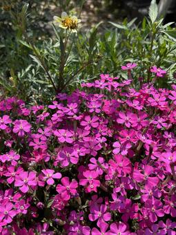 生活を彩る花たち 生活を彩る花たちの写真