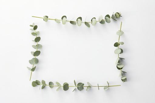 ユーカリ ボタニカルな植物の白背景 ユーカリ ボタニカルな植物の白背景 ユーカリ,葉,ボタニカルの写真素材