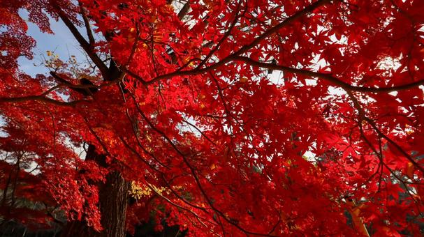 佐白山麓公園の赤いもみじ 佐白山麓公園の赤いもみじの写真