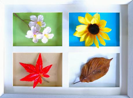 四季の窓②(植物・四色) 四季の窓②(植物・四色) 窓,四季,花の写真素材