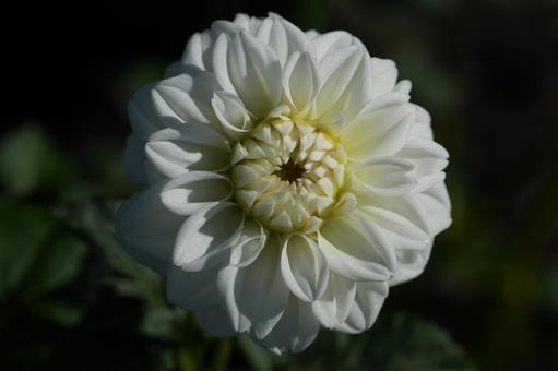 ダリア（雪の音）の写真