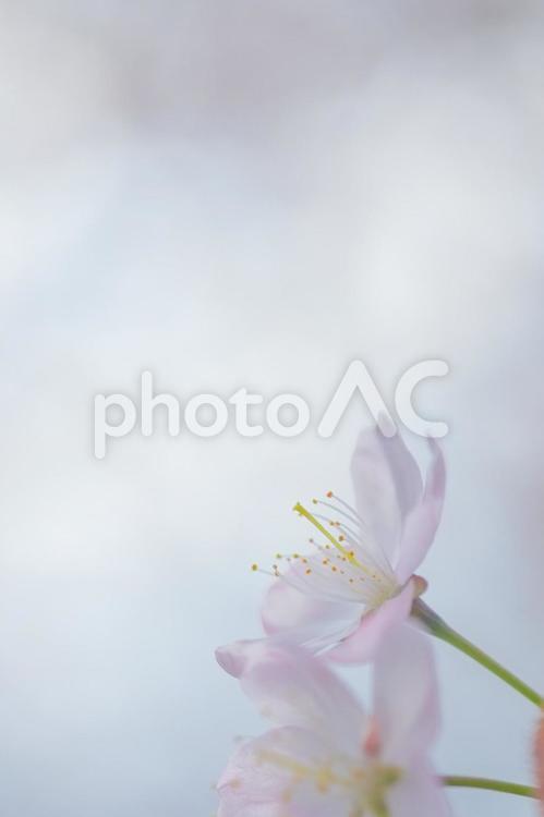 桜 桜,さくら,サクラの写真素材