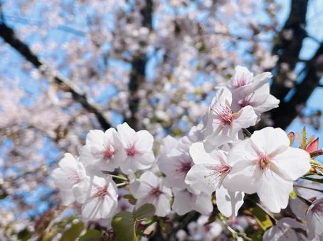 山桜 葉桜 山桜 葉桜の写真