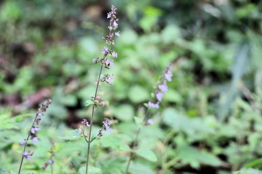 Photo, yamahakka, purple flowers, small flowers, 