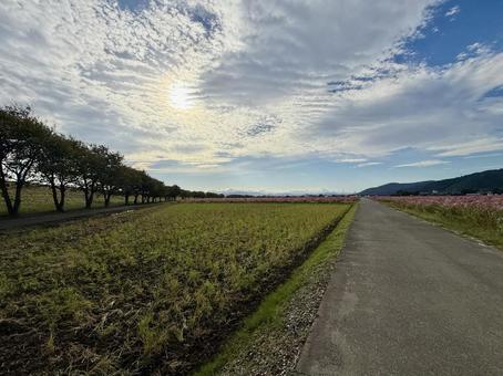 福井県　曇り空と宮ノ下コスモス公苑の写真