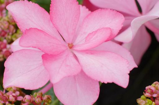 花の写真4 かわいい,アップ,コントラストの写真素材