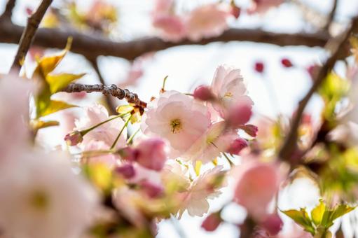 Double Cherry Blossoms ⑹, JPG Double Cherry Blossoms ⑹, JPG