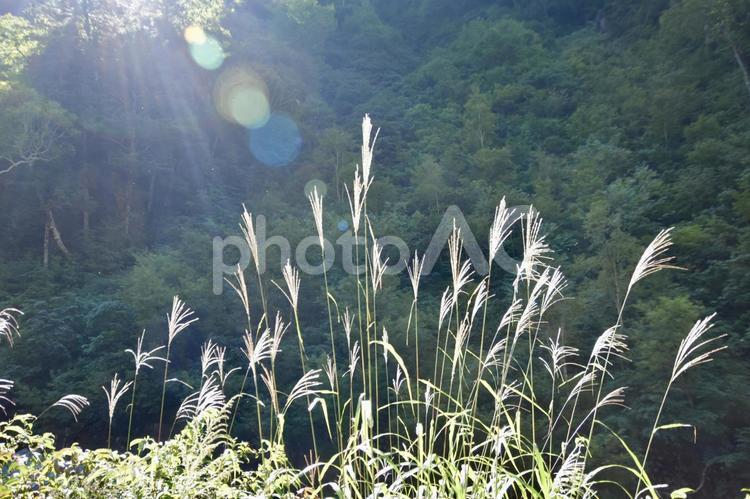 秋晴 風景,自然,草の写真素材