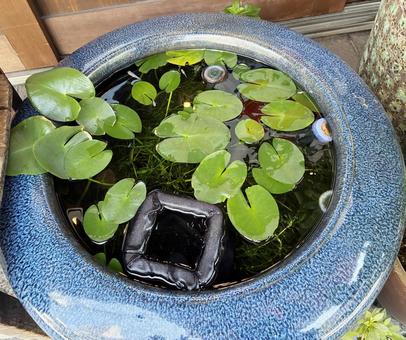 メダカが泳ぐ水瓶 メダカが泳ぐ水瓶 水瓶,水草,メダカの写真素材
