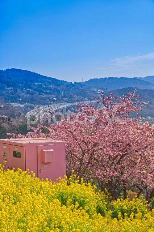 空と桜と菜の花のコントラスト 空,山,自然の写真素材