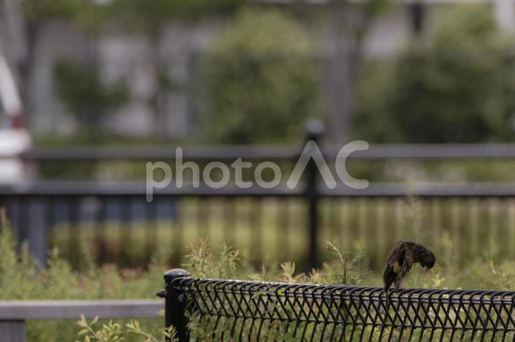 しょんぼりしているカワラヒワ 動物,小鳥,野鳥の写真素材