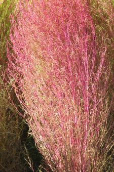 コキア コキア,植物,葉の写真素材