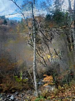 木 反射,長野,枯れ木の写真素材