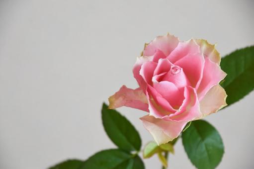 ピンクのばら ピンクのばらの写真