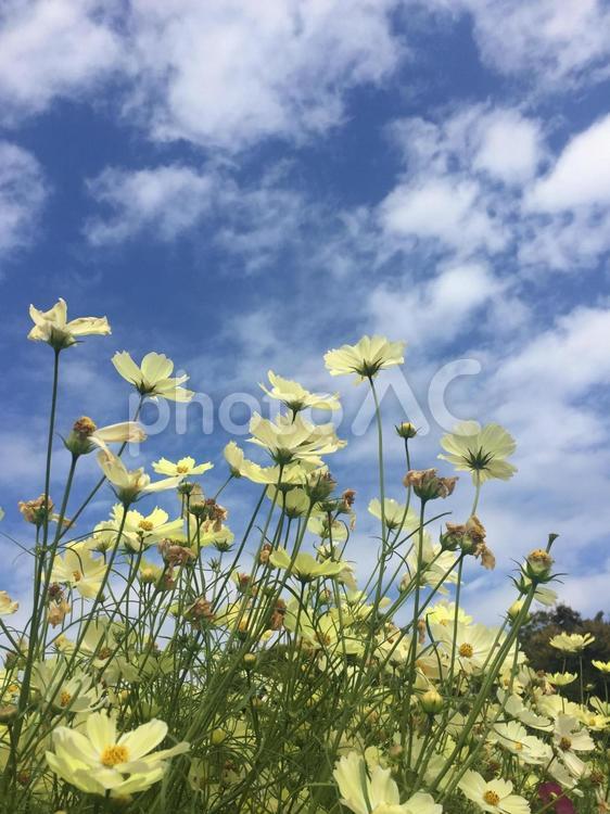 秋の空とコスモス 秋桜,秋の空,花壇の写真素材