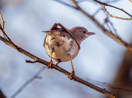 枝にとまるシロハラ 枝にとまるシロハラ シロハラ,野鳥,鳥の写真素材