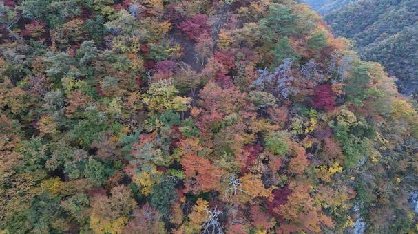 山紅葉008 山,紅葉,山紅葉の写真素材