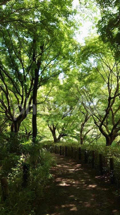 新緑の緑道 自然,素材,イメージの写真素材
