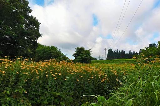 2025年7月の里山15 夏の花,黄色い花,野草の写真素材