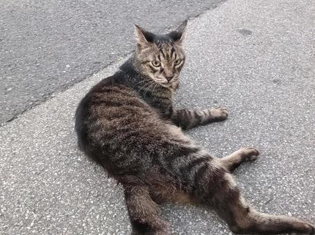 Lying cat, JPG Lying cat, JPG