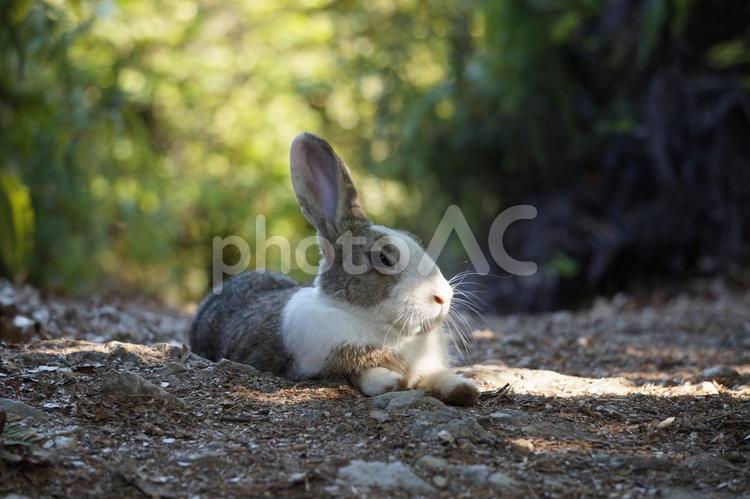 うさぎ　くつろぎ　自然 うさぎ,ウサギ,兎の写真素材