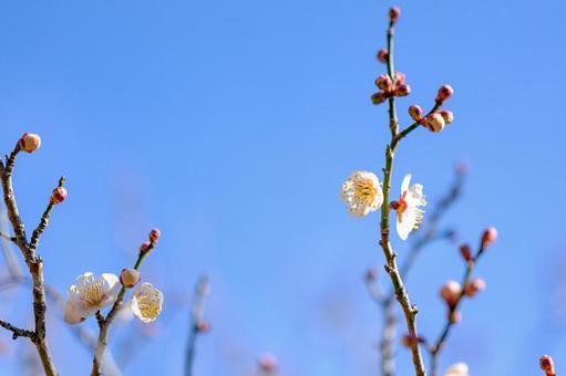 梅の花 梅の花の写真