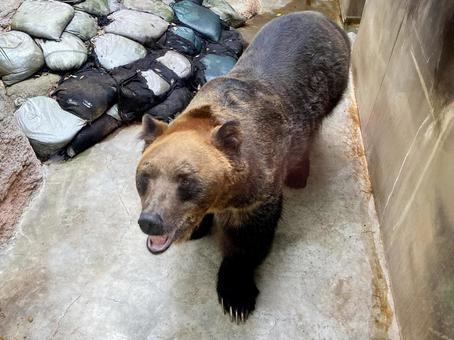 ヒグマ ヒグマ,エゾヒグマ,熊の写真素材