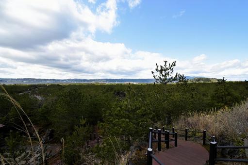 桜島と松林と錦江湾の風景﻿（鹿児島県） 桜島,錦江湾,鹿児島の写真素材