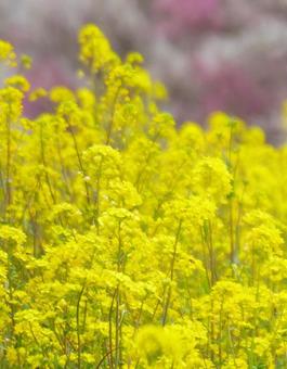 菜の花 菜の花の写真