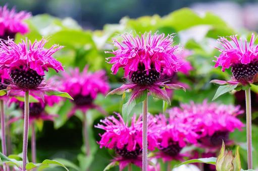 Photo, bergamot, flower, plant, 
