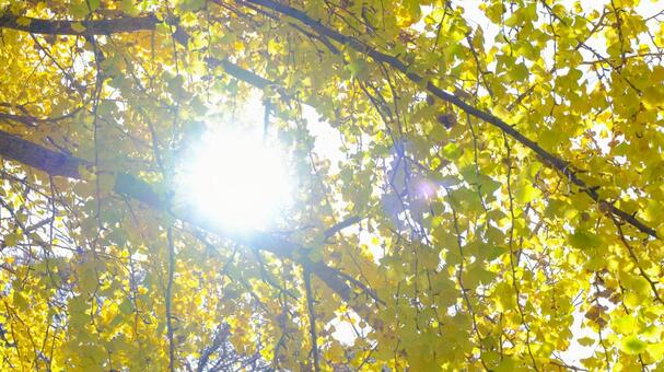 佐倉城址公園の紅葉 紅葉,モミジ,もみじの写真素材