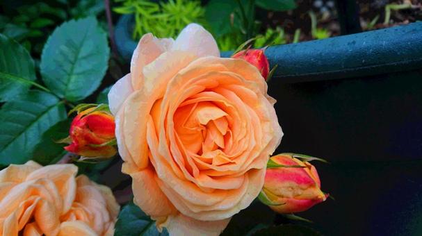 可愛らしい顔のばらの写真