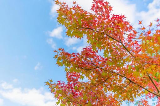 紅葉と青空 紅葉,もみじ,秋の写真素材