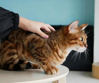 猫を撫でる子供の手 猫,撫でる,ペットの写真素材