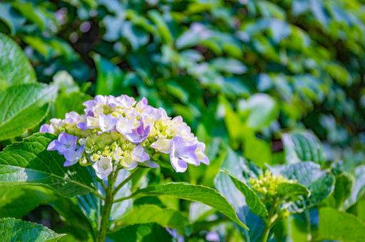 初夏の光の中、薄い色の紫陽花 初夏の光の中、薄い色の紫陽花の写真