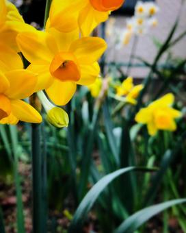 スイセンの写真