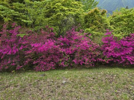 Azalea flower, JPG Azalea flower, JPG