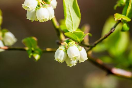 ブルーベリーの花⑴ ブルーベリーの花⑴ 春,花,ブルーベリーの写真素材