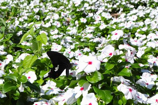 一面のニチニチソウの花とモンキアゲハ蝶 一面のニチニチソウの花とモンキアゲハ蝶 花,ニチニチソウ,モンキアゲハの写真素材