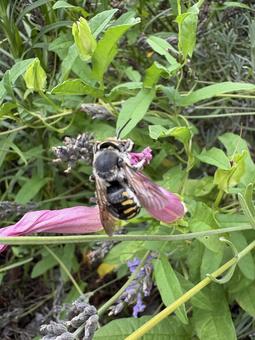 ヒルガオにしがみつくトモンハナバチ 01 ヒルガオにしがみつくトモンハナバチ 01の写真