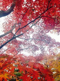紅葉 紅葉の写真