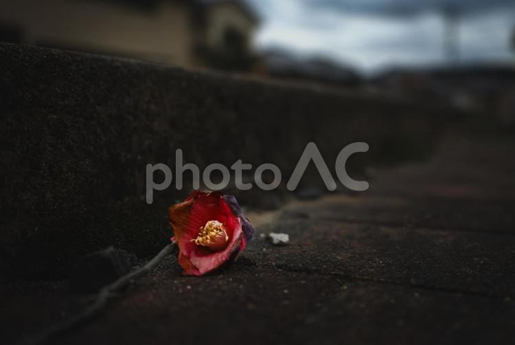 ＜冬の風景＞道端に散った椿の花 風景,植物,花の写真素材