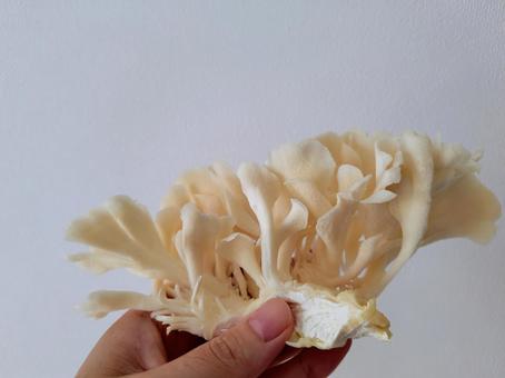 白舞茸 白舞茸 白舞茸,まいたけ,きのこの写真素材