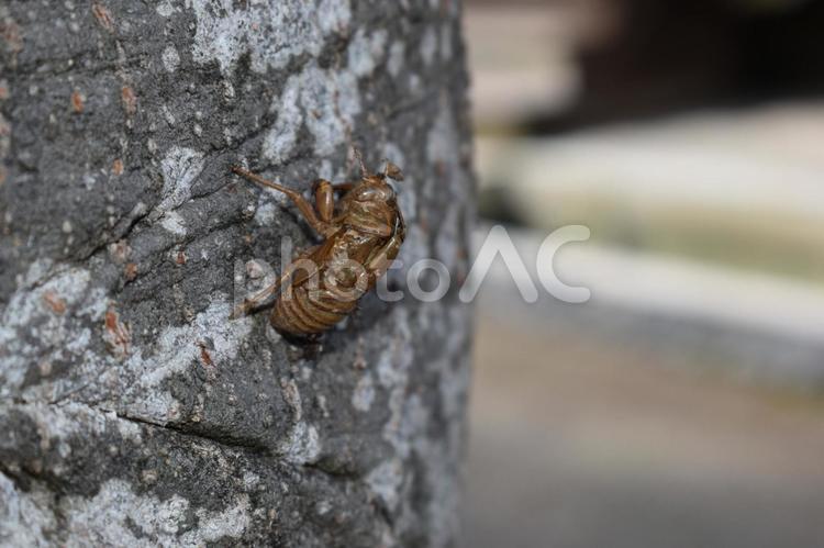 セミのぬけがら 自然,虫,大写しの写真素材
