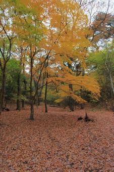 紅葉 もみじ,葉,植物の写真素材
