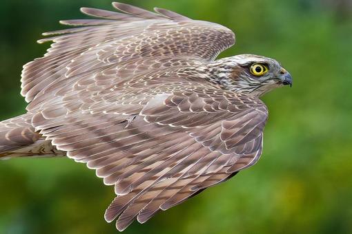 山中を飛ぶハイタカ幼鳥のクローズアップ ハイタカ,灰鷹,鷂の写真素材