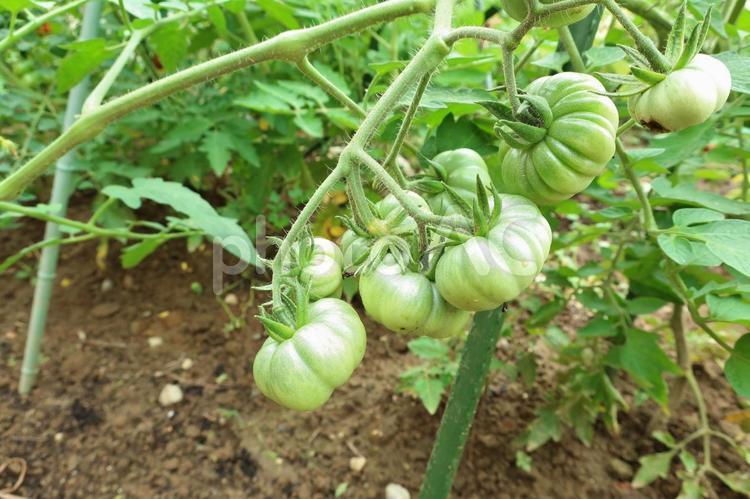 たくさん実ったひだのあるトマト トマト,グリーントマト,野菜の写真素材