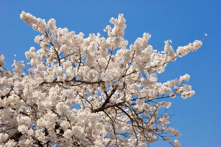 満開の桜と青空 桜,満開,花の写真素材